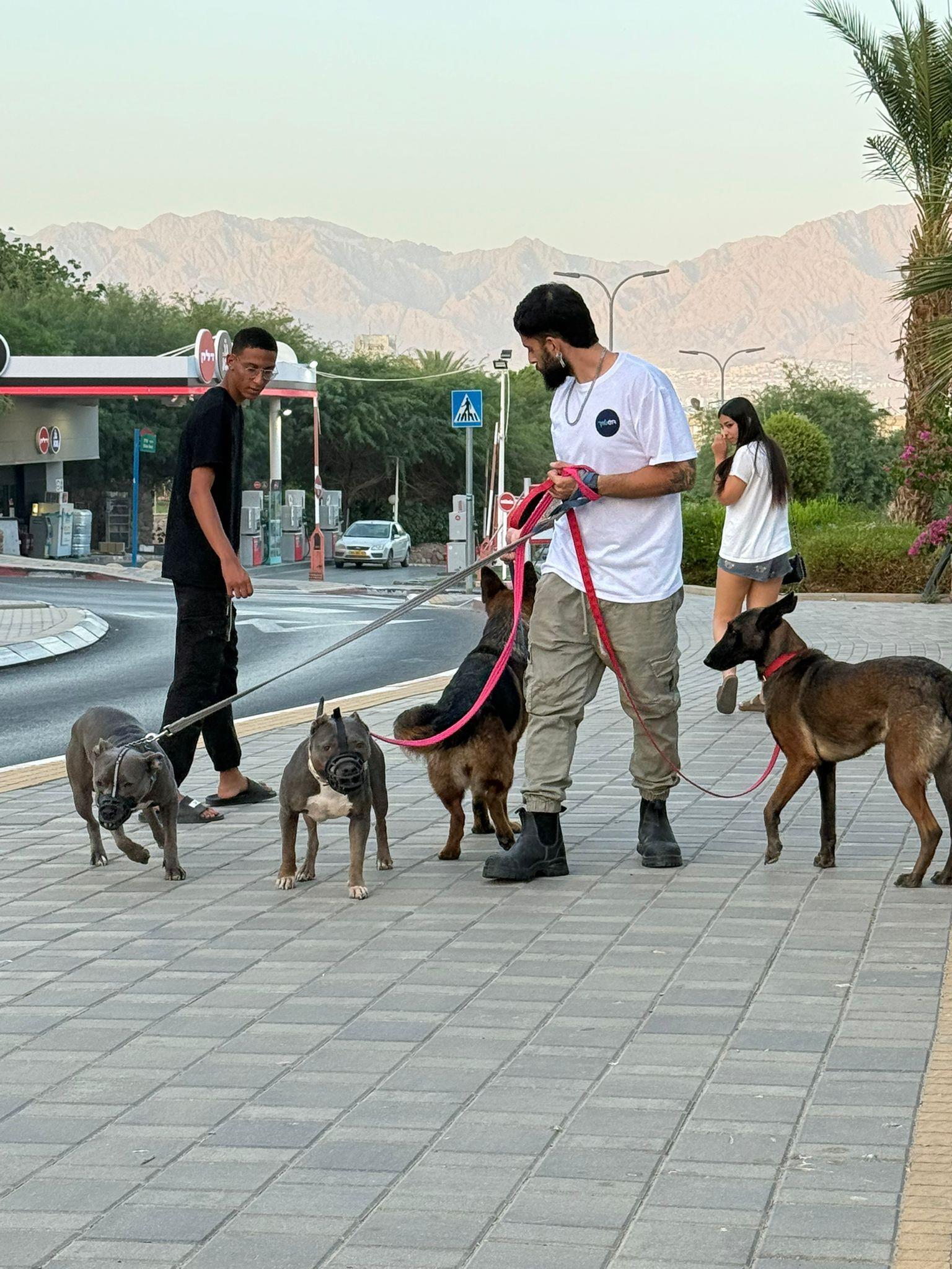 פנסיון כלבים באילת