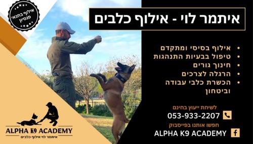 אילוף שמתאים לכל כלב🏆